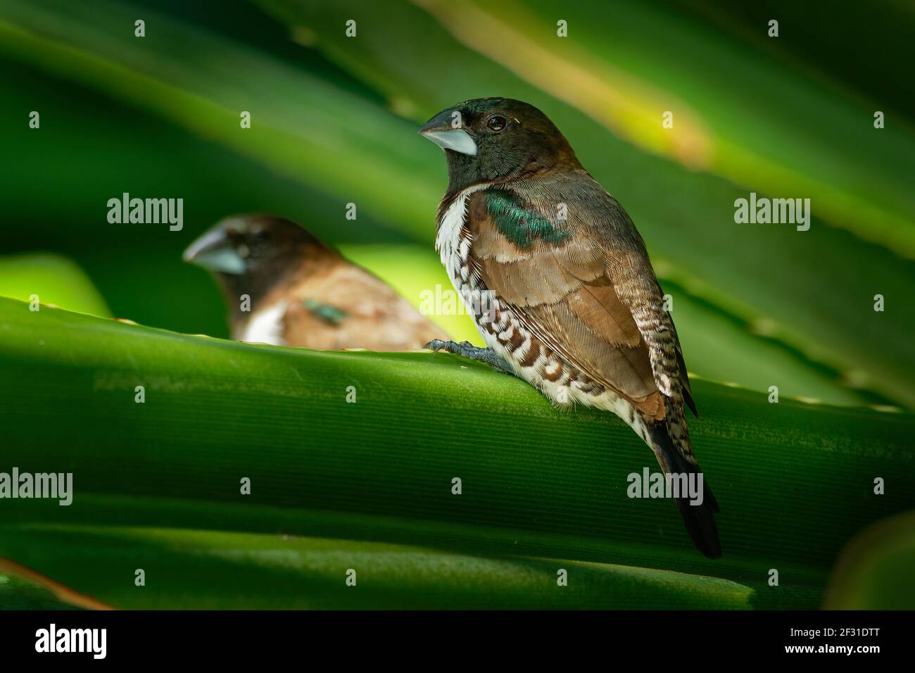 Bronze munia - Lonchura cuculata ou bronze Mannikin petit oiseau de sérine des Afrotropiques, très social estrildid finch dans la plupart de l'Afrique au sud de t Banque D'Images
