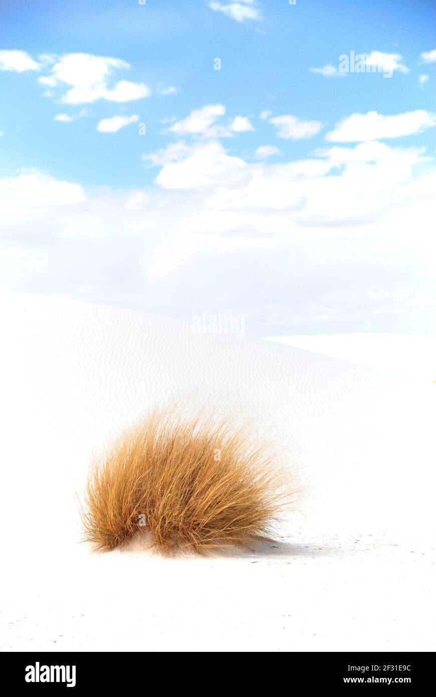 Herbe sèche sur une dune de sable blanc dans White Sands Banque D'Images