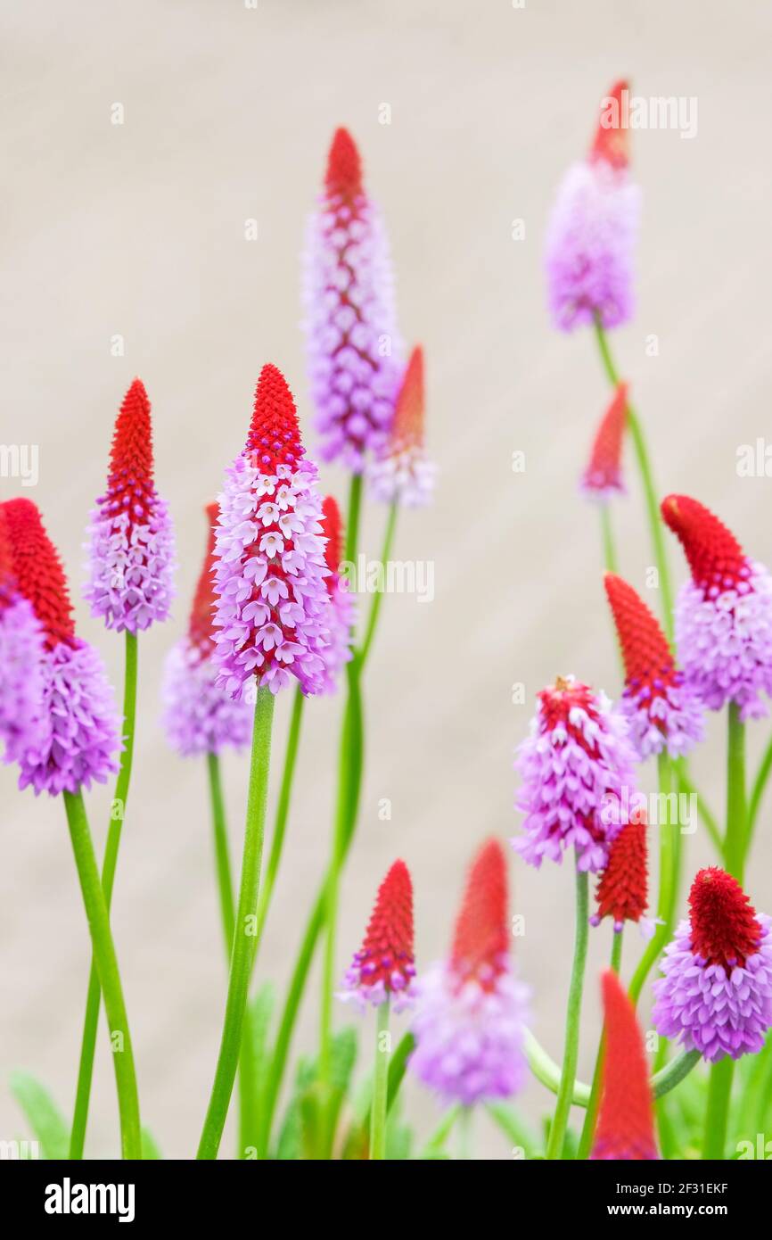 Primula vialii, primrose de Vial. Primula littoniana. orchid primrose rouge-chaud poker primrose. Primula viali Banque D'Images