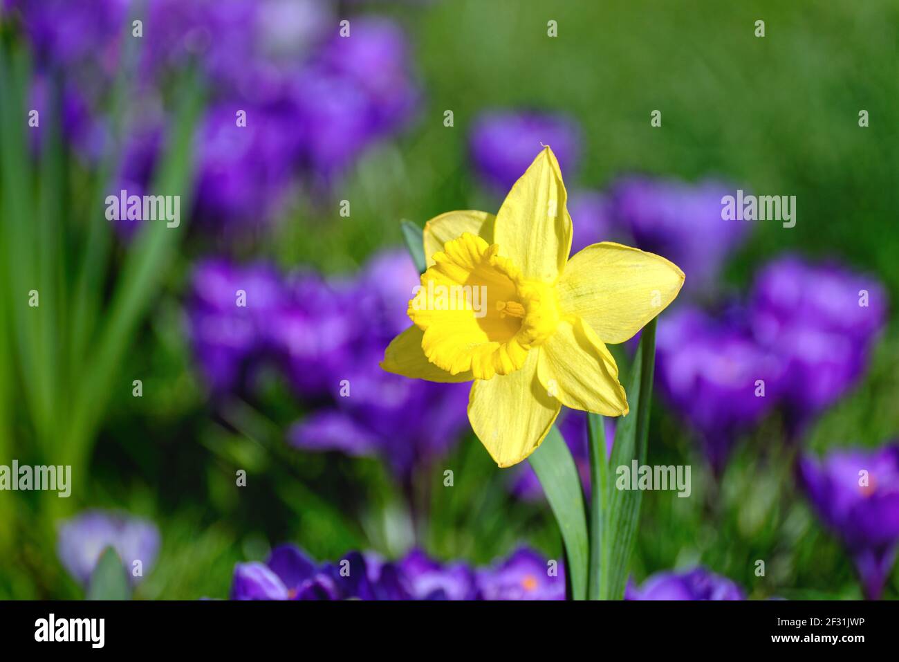 Une seule fleur de jonquille sur un fond de défoqué profond crocus bleu Banque D'Images