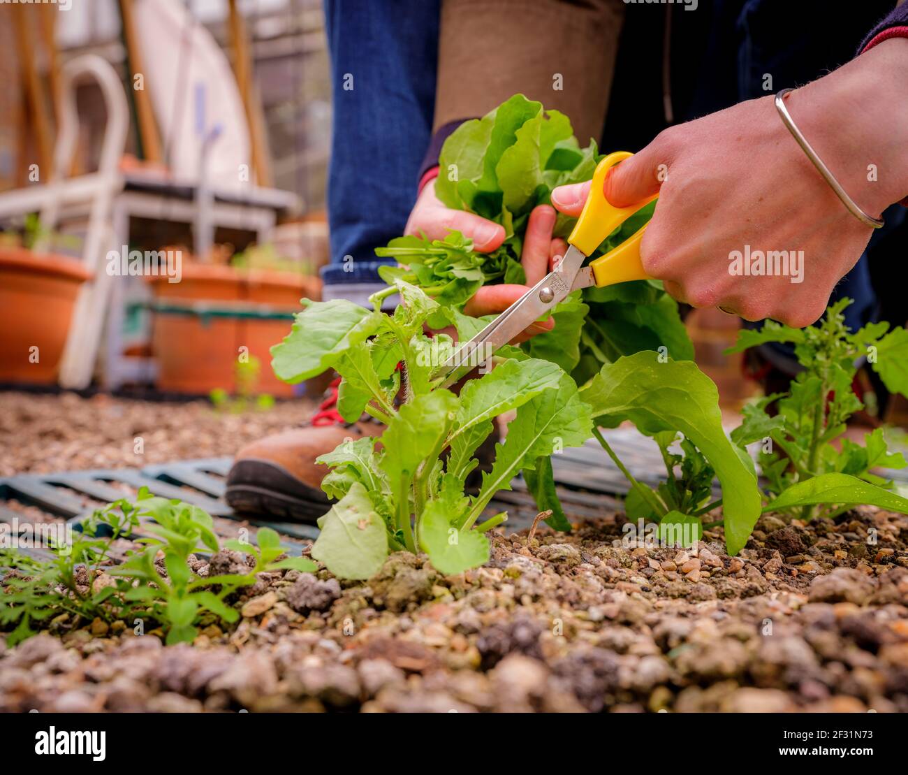 Salade de confinement : un jardinier récolte des feuilles de salade maison. Banque D'Images