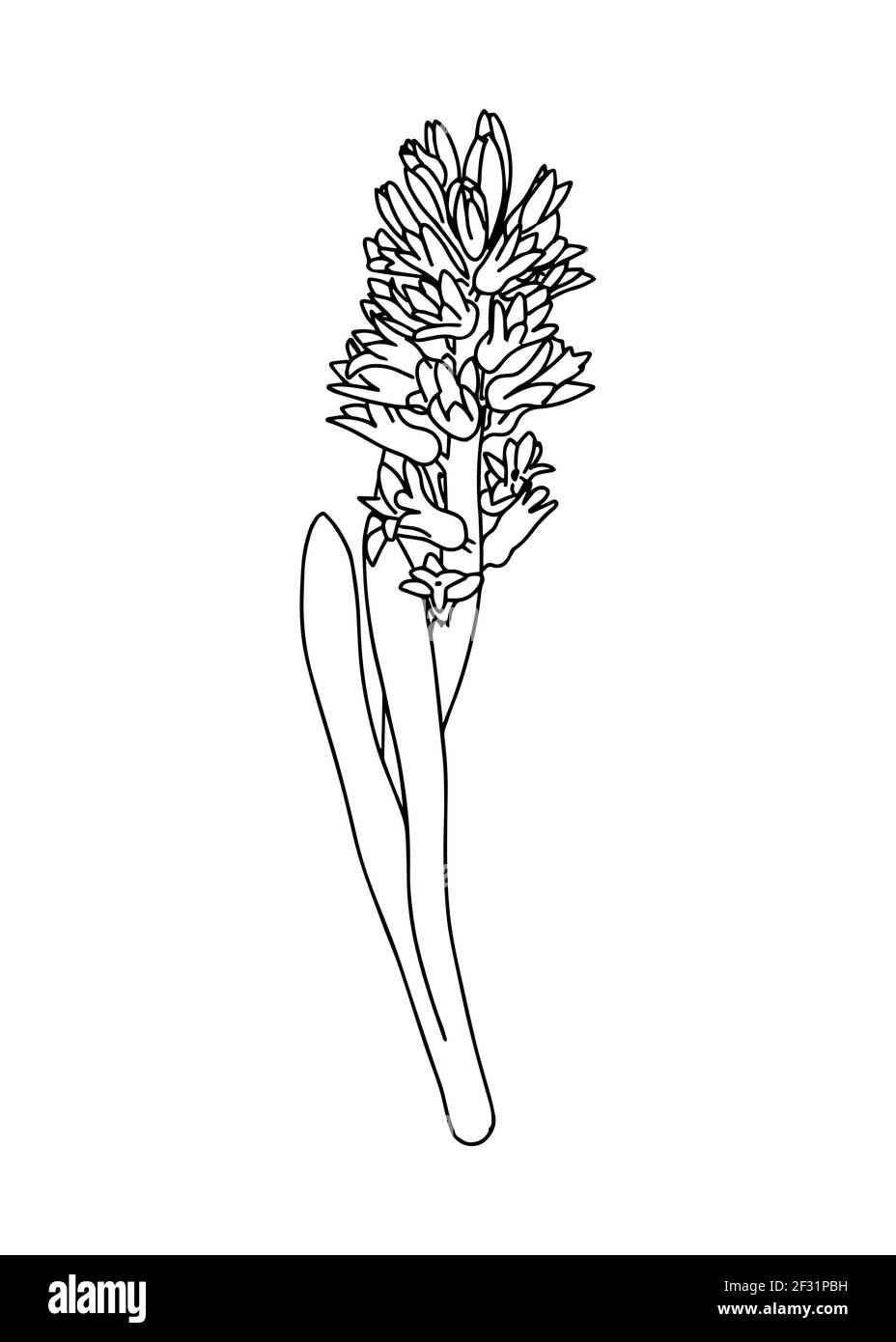 Illustration vectorielle d'une jacinthe. Style Doodle. Convient pour la conception, l'impression, la décoration, les textiles, le papier et les colorants. Illustration de Vecteur