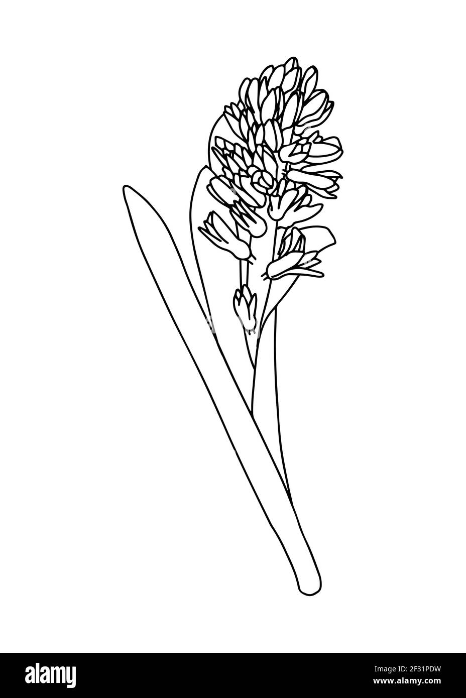 Illustration vectorielle d'une jacinthe. Style Doodle. Convient pour la conception, l'impression, la décoration, les textiles, le papier et les colorants. Illustration de Vecteur