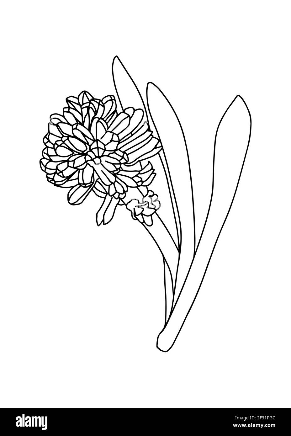 Illustration vectorielle d'une jacinthe. Style Doodle. Convient pour la conception, l'impression, la décoration, les textiles, le papier et les colorants. Illustration de Vecteur