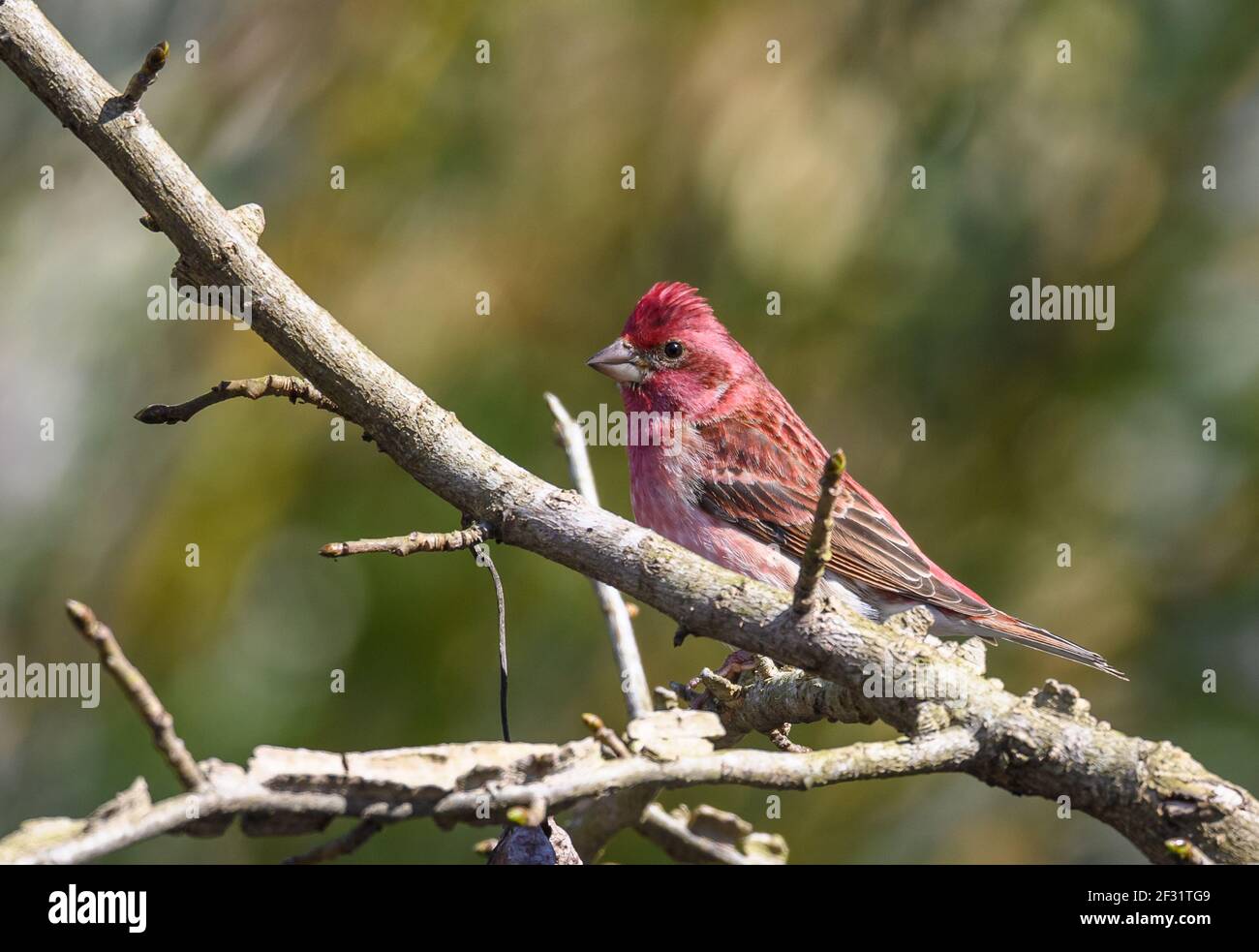Une branche mâle de la branche de l'ona perchée de Purple Finch (pureus héorheux). Houston, Texas, États-Unis. Banque D'Images