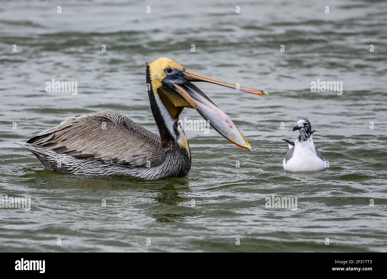 Un pélican brun (Pelecanus occidentalis) avec sa bouche géante largement ouverte. Houston, Texas, États-Unis. Banque D'Images