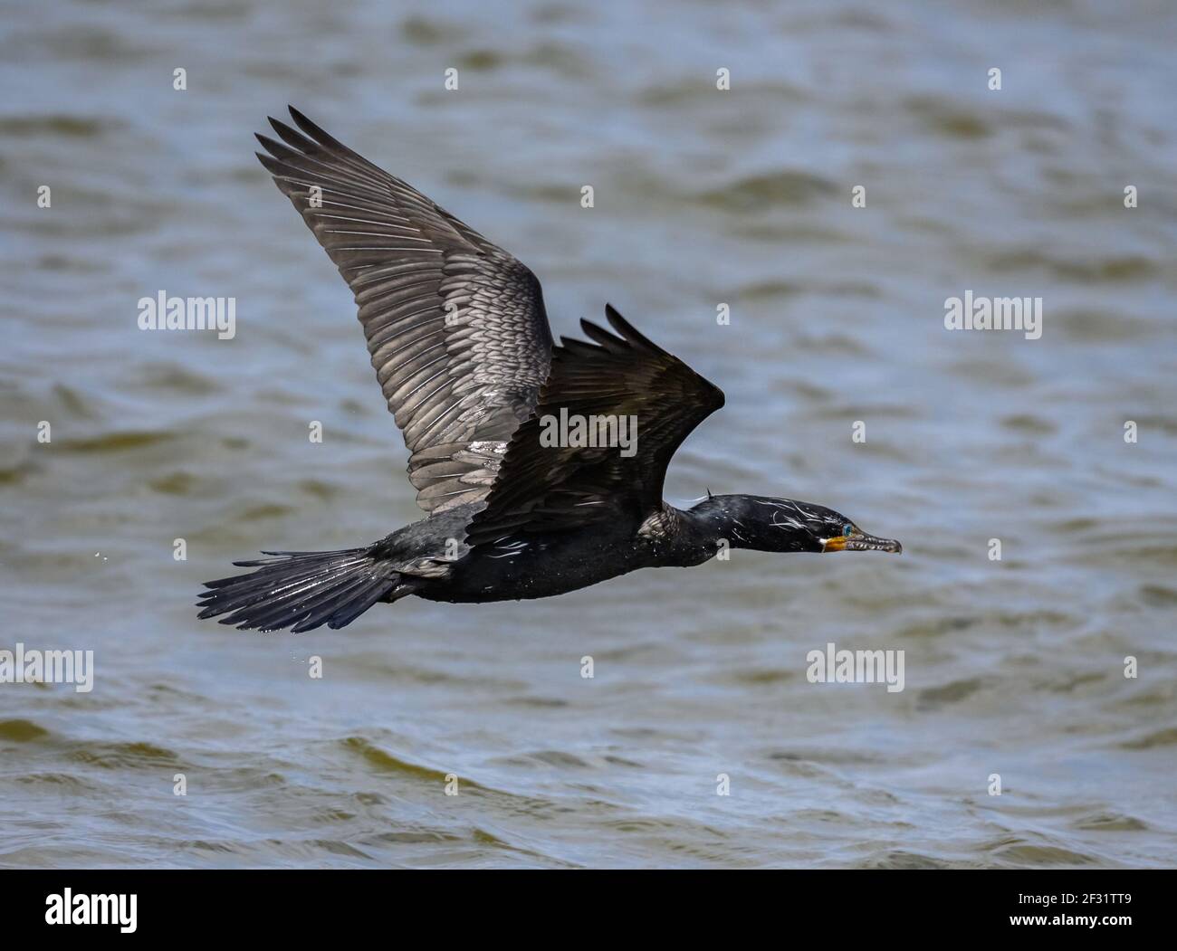 Un Cormorant néotrope (Phalacrocorax brasilianus) volant au-dessus de l'eau. Houston, Texas, États-Unis. Banque D'Images