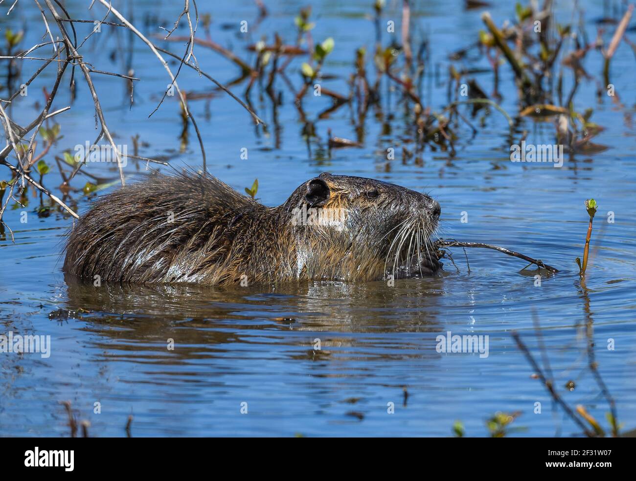 Le coypu, ou nutria, (Myocastor coypus), une espèce envahissante de rongeurs géants qui se nourrissent de plantes aquatiques. Refuge national Anahuac Widlife, Texas, États-Unis. Banque D'Images