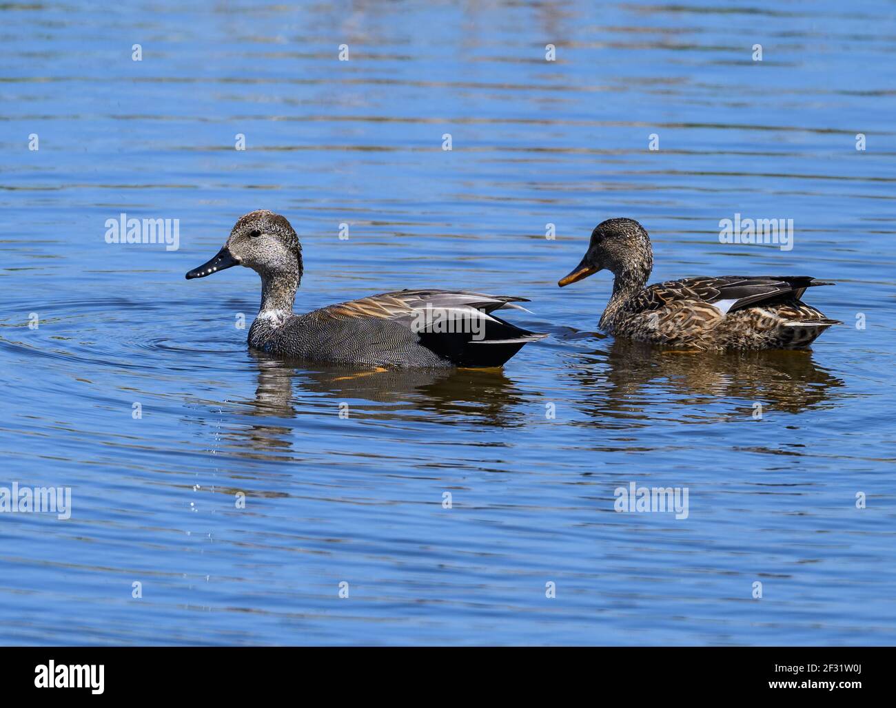 Une paire de Gadwall (Mareca strera) nageant dans un lac. Houston, Texas, États-Unis. Banque D'Images