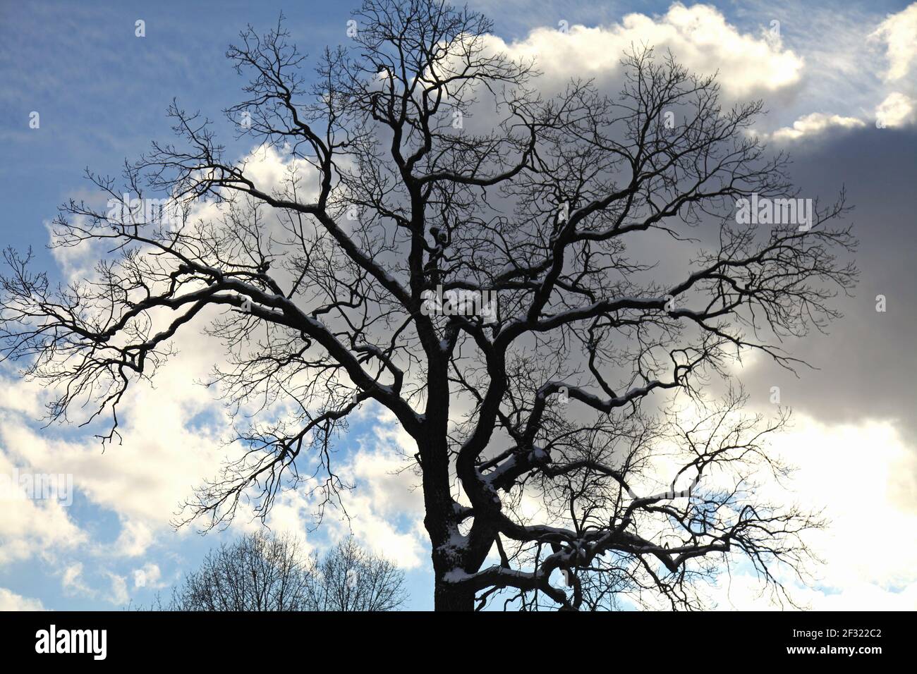Chêne puissant en hiver contre le ciel froid. Arbre (chêne) sans feuilles en contre-jour Banque D'Images