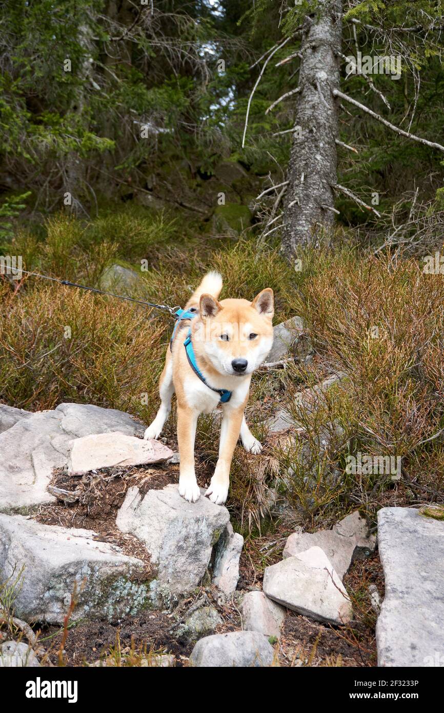 Un mignon Shiba debout sur l'herbe dans le champ sur une laisse pendant la marche par une journée ensoleillée Banque D'Images