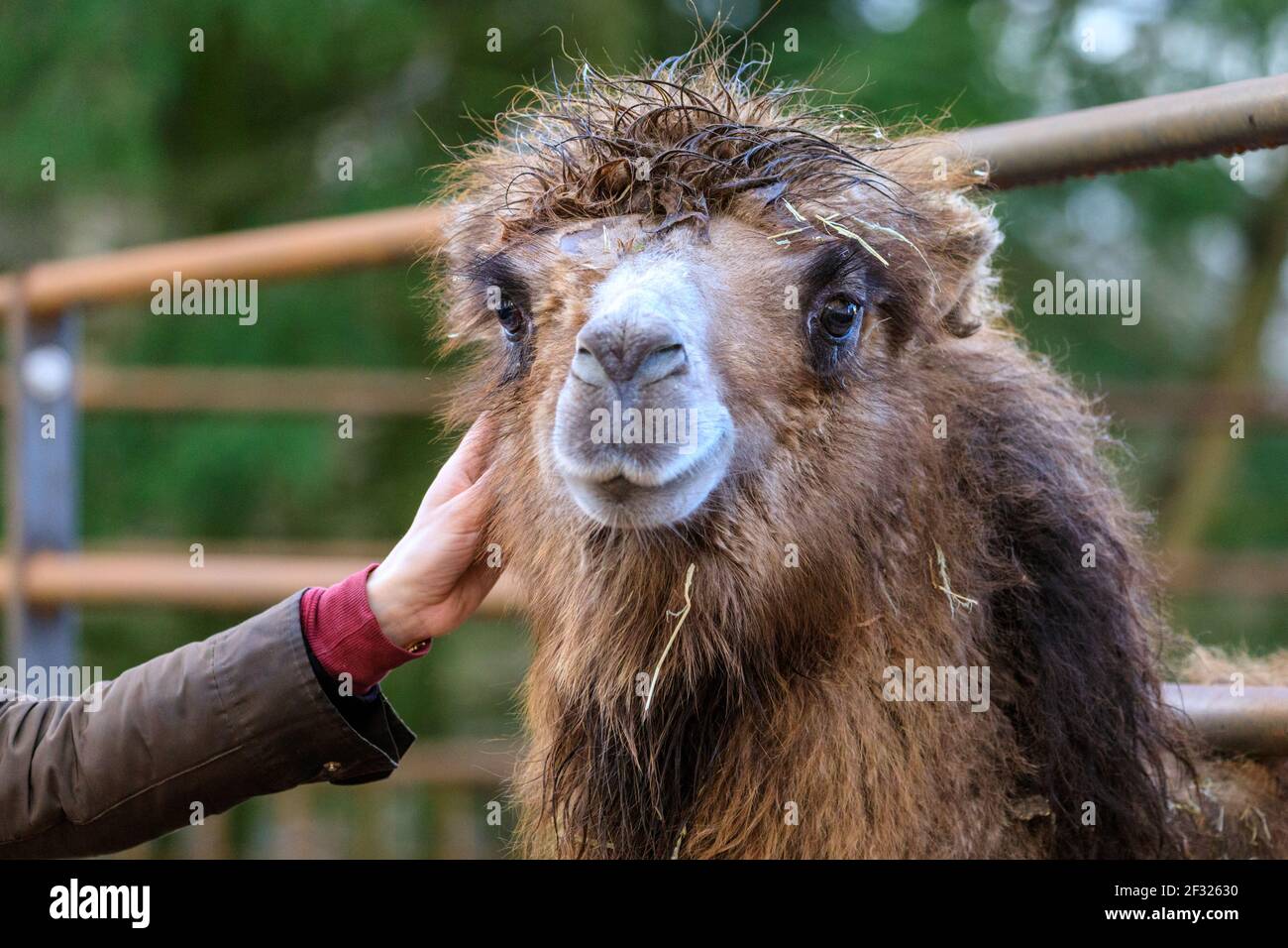Reken, NRW, Allemagne. 14 mars 2021. Un dromadaire humide mais heureux ((Camelus dromedarius) permet à un visiteur de frapper sa manie. Les animaux et les visiteurs sont clairement ravis d'interagir à nouveau au parc animalier de Frankenhof à Reken, NRW. Les zoos et les parcs naturels de la Rhénanie-du-Nord-Westphalie ont peu à peu ouvert à nouveau cette semaine, avec quelques restrictions liées aux covid, telles que l'obligation de porter des masques faciaux, en place pour assurer la sécurité des visiteurs et des animaux. Credit: Imagetraceur/Alamy Live News Banque D'Images