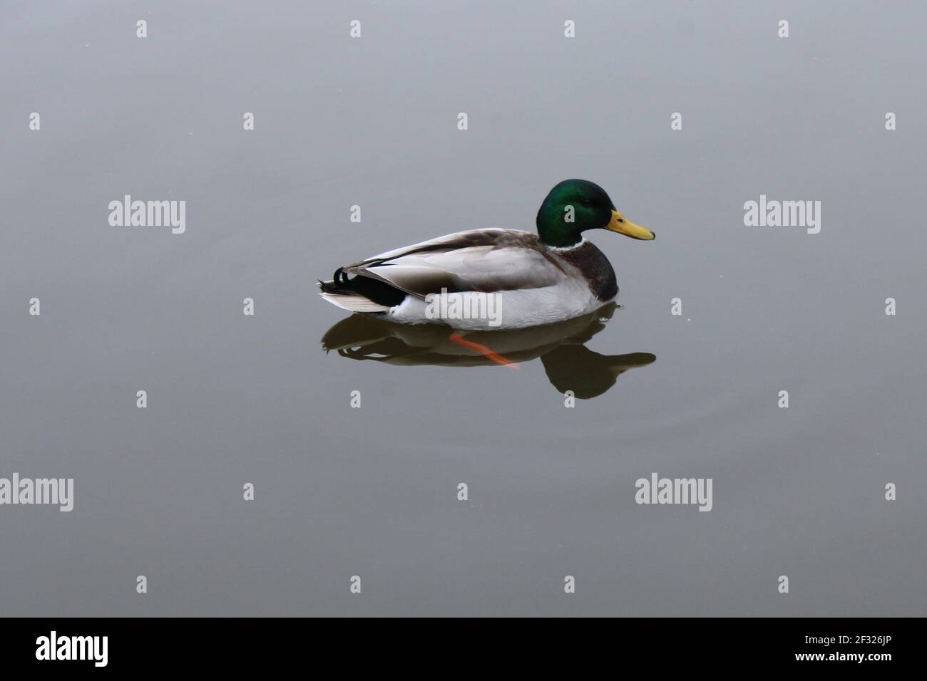 MAL canard collard côté un avec réflexion dans la rivière avec espace de copie Banque D'Images