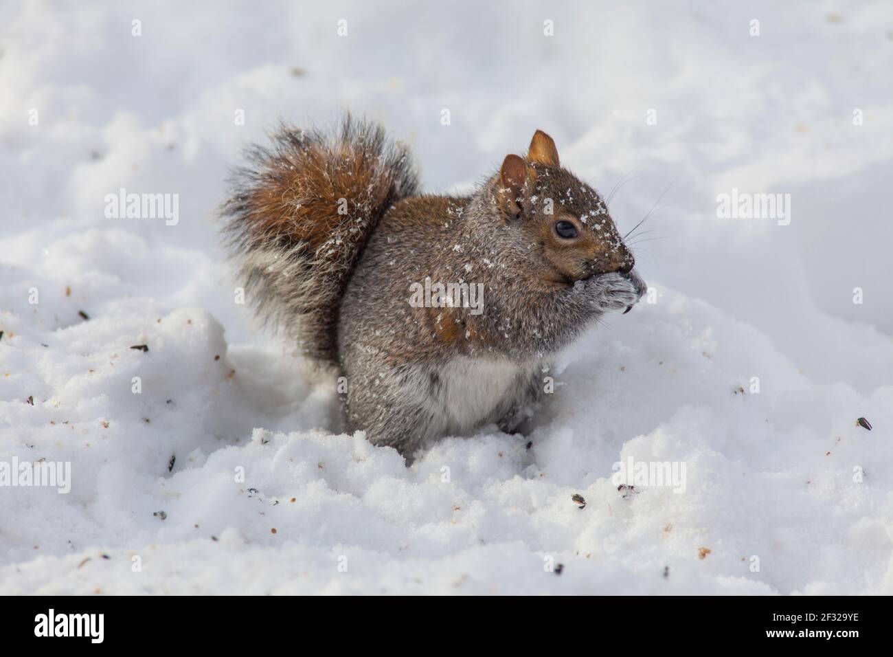 Écureuil gris en hiver mangeant des graines tombées de la mangeoire à oiseaux, Pointe Claire, QC Banque D'Images