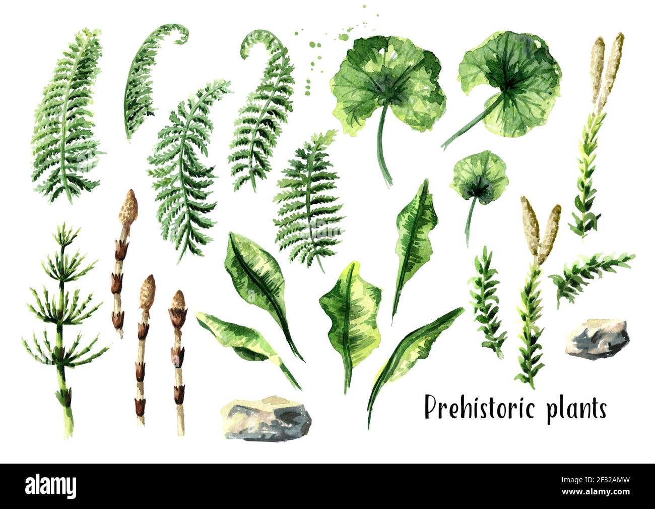 Ensemble de plantes préhistoriques. Illustration aquarelle dessinée à la main, isolée sur fond blanc Banque D'Images