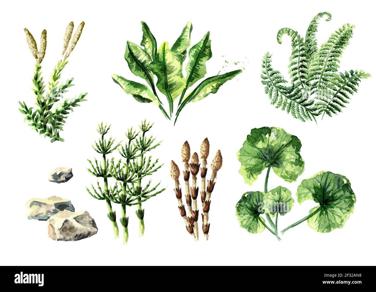 Collection de plantes préhistoriques. Illustration aquarelle dessinée à la main, isolée sur fond blanc Banque D'Images