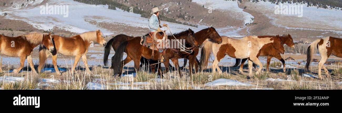 Colorado, Westcliffe, Music Meadows Ranch. Troupeau de chevaux de ranch femelle en hiver. Modèle validé. Montagnes Sangre de Cristo. Banque D'Images