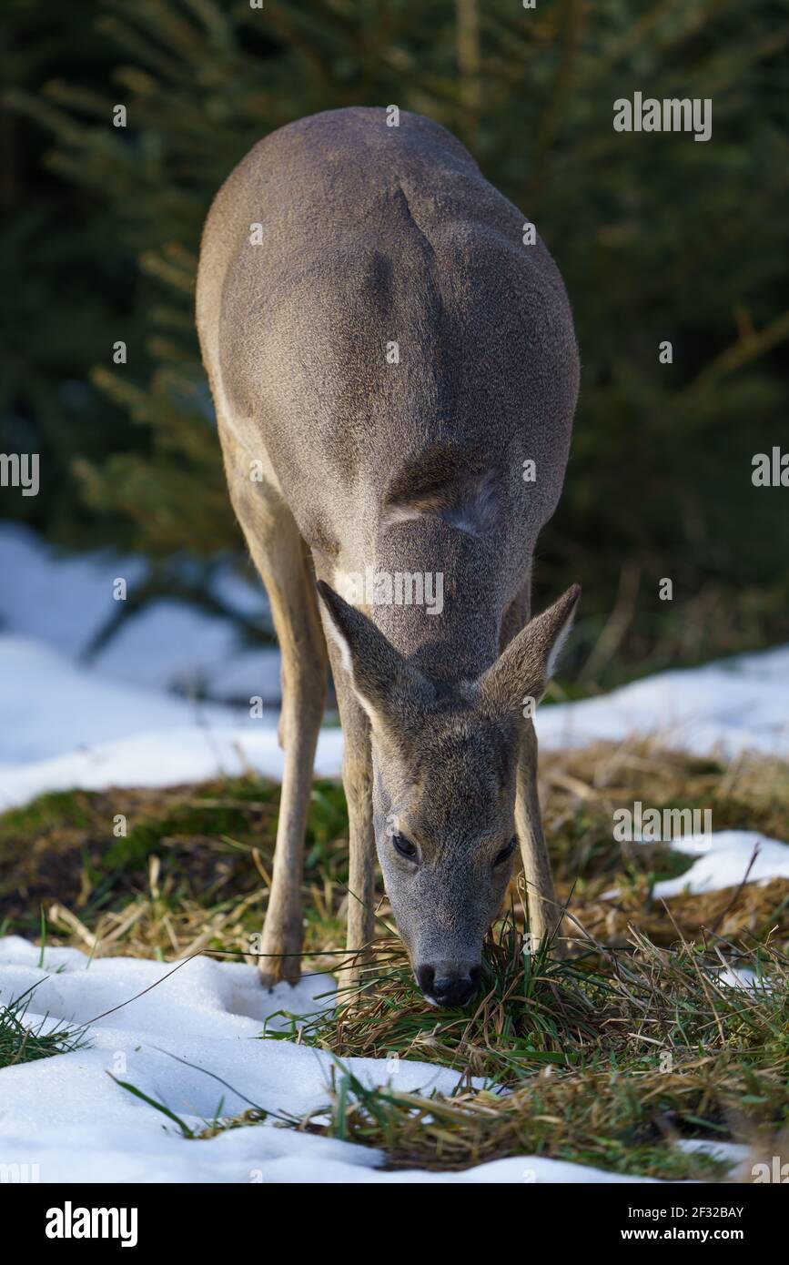 Cerf de Virginie en forêt, Capranolus capranolus. Cerf de Virginie sauvage dans la nature hivernale. Banque D'Images