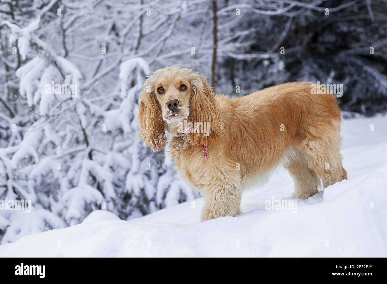 Magnifique épagneul cocker anglais debout et regardant l'appareil photo, fond de neige blanc Banque D'Images