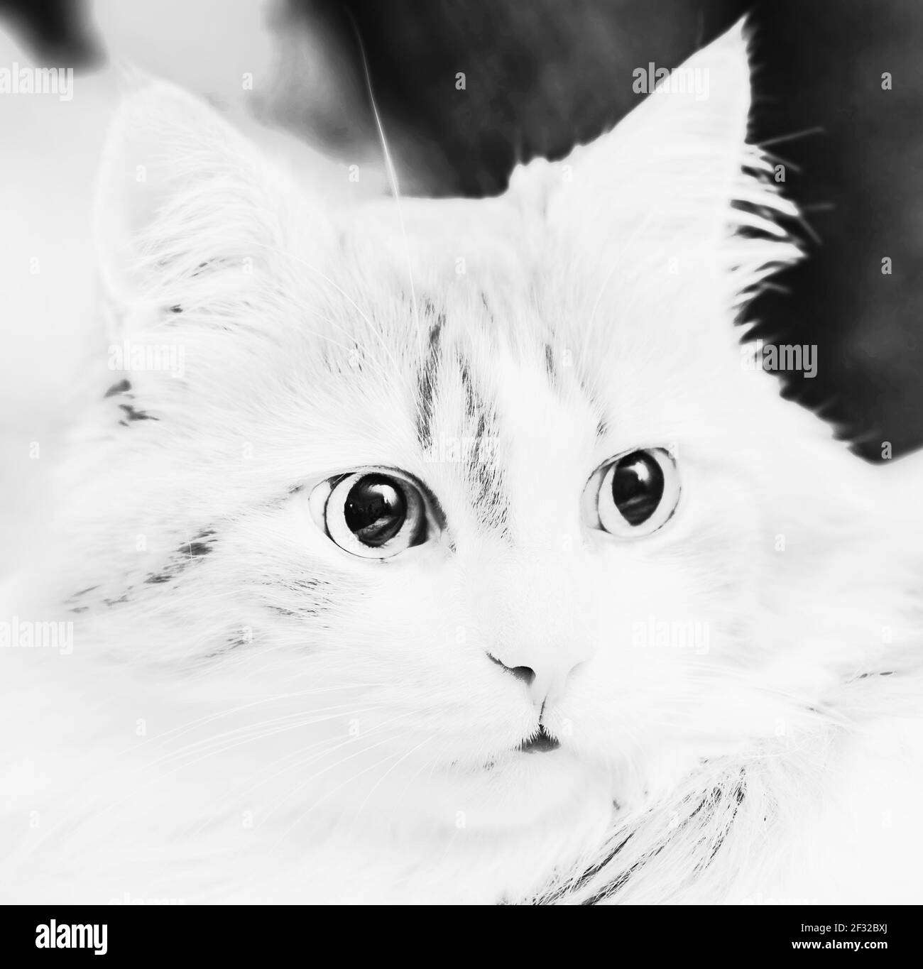Véritable chat surprise noir et blanc accent sur les yeux à contraste Banque D'Images