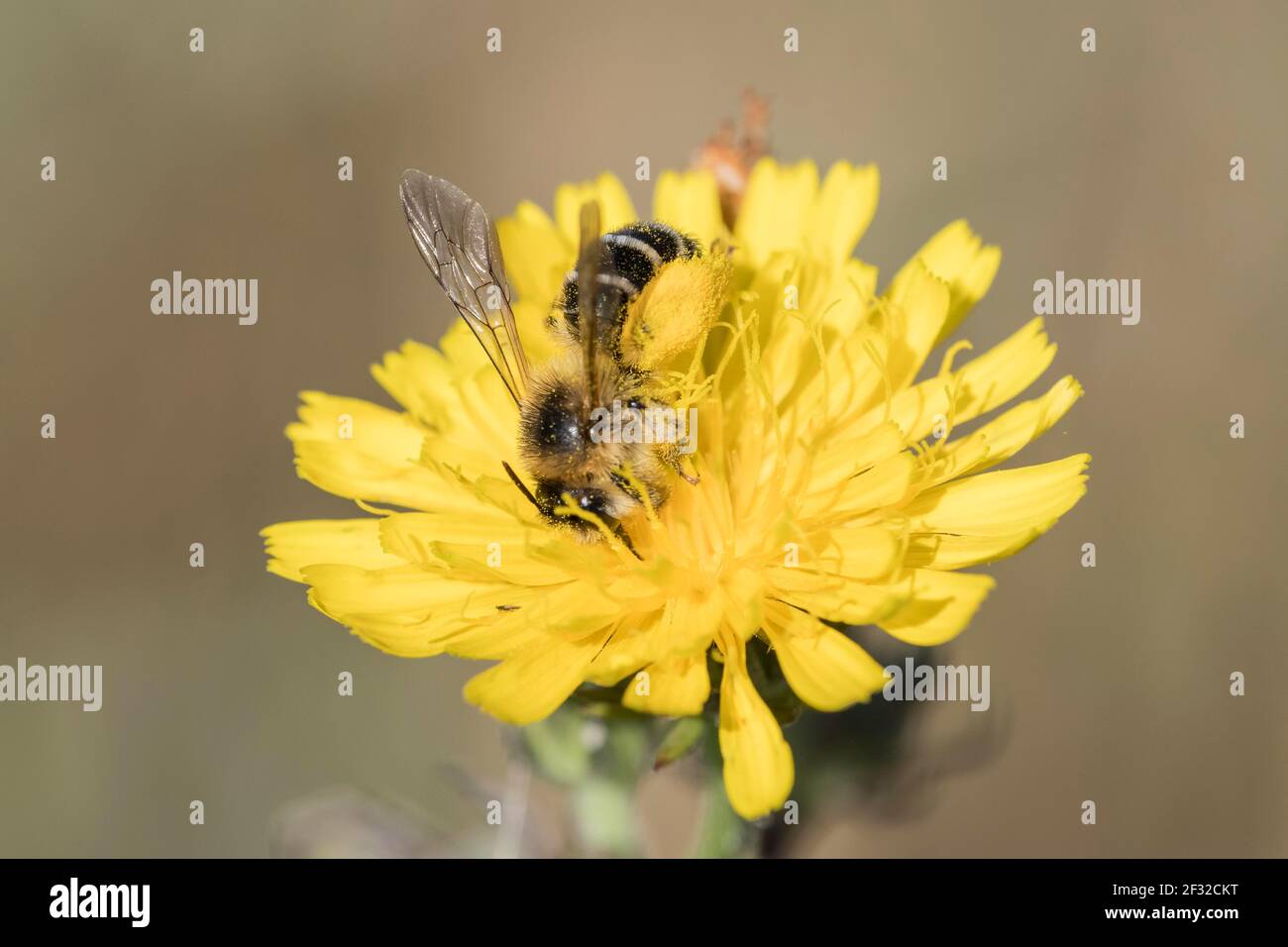 Pantalon Bee (Dasypoda hirtipes), femme, Basse-Saxe, Allemagne Banque D'Images