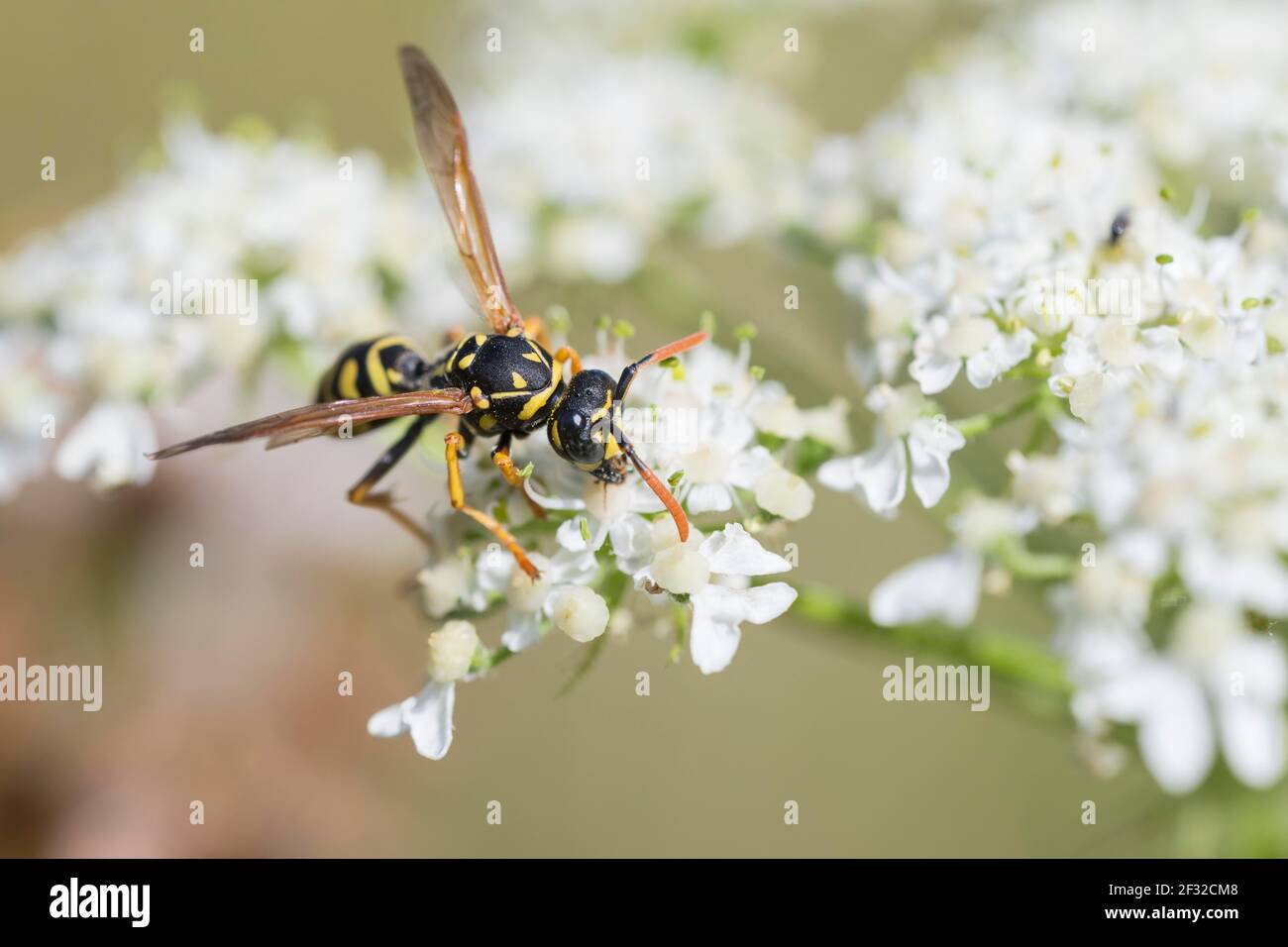 Maison de terrain Wasp (Polistes dominula), sur fleur de umbel, Basse-Saxe, Allemagne Banque D'Images