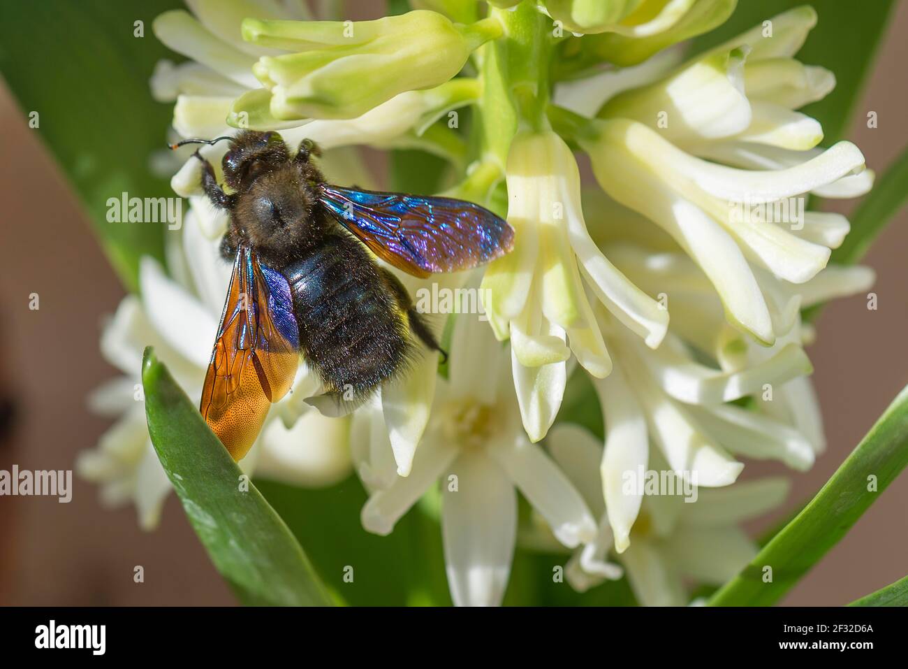 Carpenter Bee (Xylocopa) sur une fleur de jacinthe, Bavière, Allemagne Banque D'Images