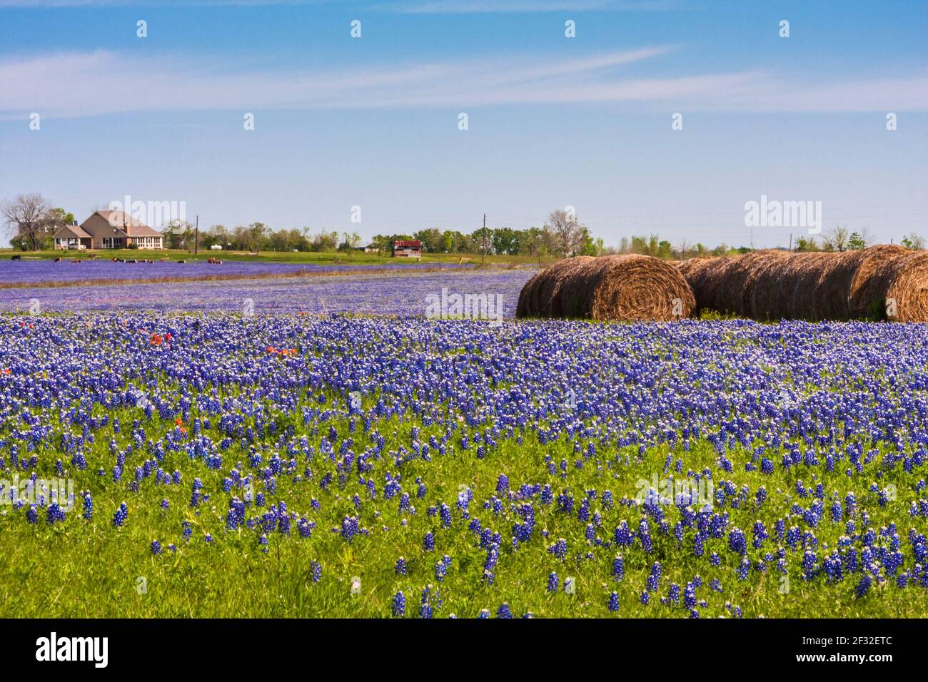 Un champ de Bluebonnets du Texas, Lupinus texensis, avec des balles de foin sur un ranch le long de l'autoroute 382 du Texas près de Whitehall, Texas. Banque D'Images