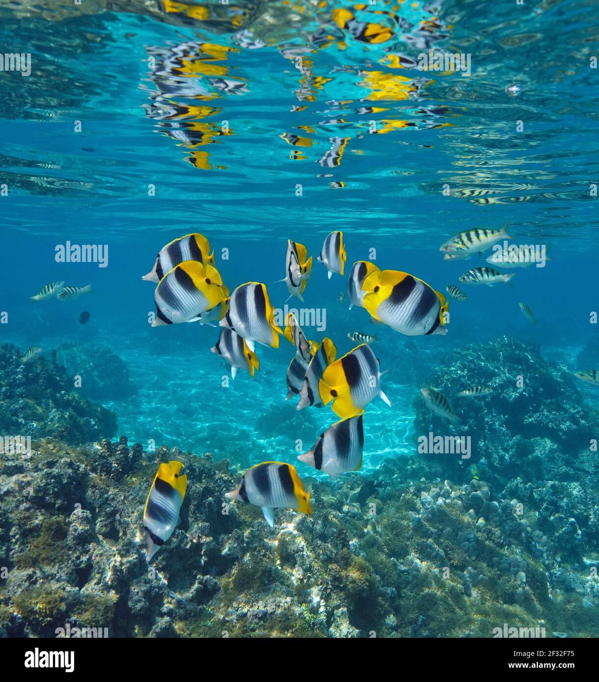Groupe de poissons tropicaux dans l'océan partiellement réfléchi sous la surface de l'eau, butterflyfish à double selle, Pacifique sud, Polynésie française Banque D'Images