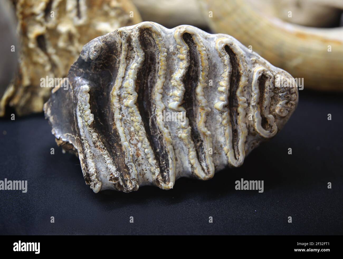 Fossile molaire d'éléphant. Pléistocène inférieur. Site géologique de Vallparades. Terrassa, Catalogne, Espagne. ICP Miquel Crussafont, Sabadell. Banque D'Images