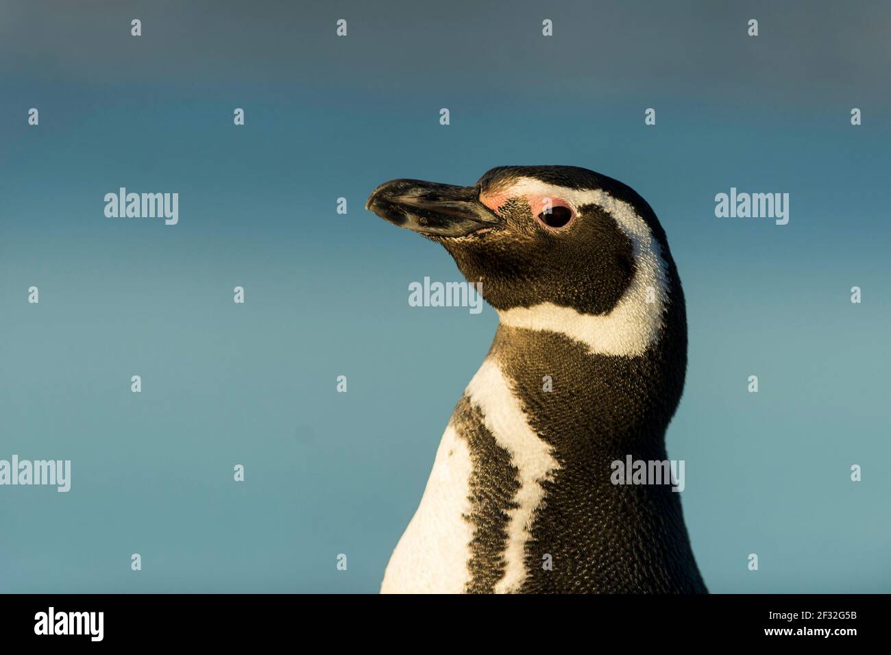 Volunteers point, pingouin Magellanique (Spheniscus magellanicus), îles Falkland, Grande-Bretagne Banque D'Images
