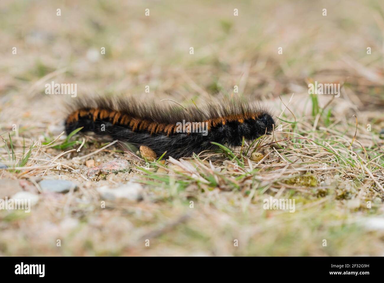 Fox Moth (Macrothylacia rubi), caterpillar, NSG Lueneburger Heide, Basse-Saxe, Allemagne Banque D'Images