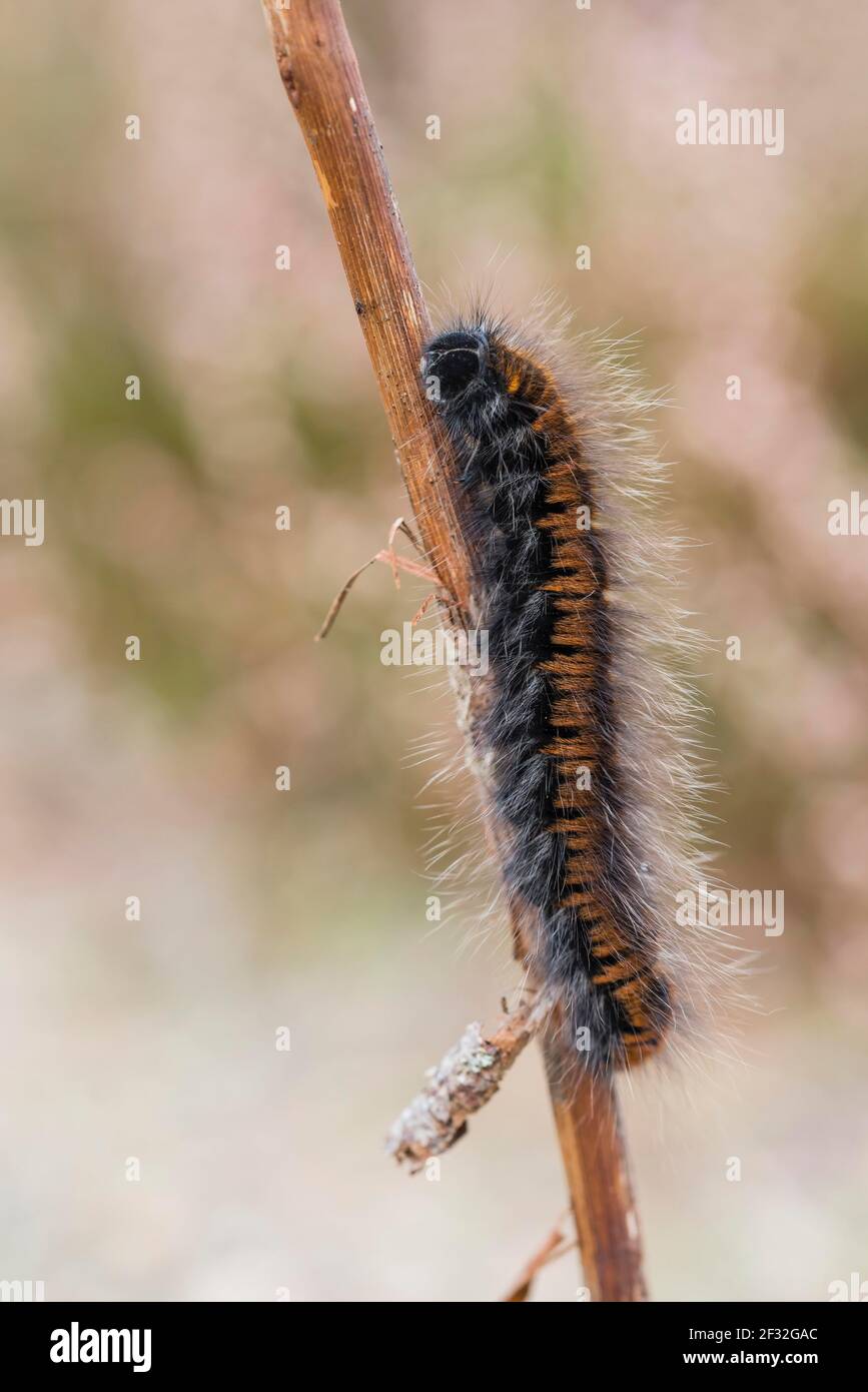Fox Moth (Macrothylacia rubi), caterpillar, NSG Lueneburger Heide, Basse-Saxe, Allemagne Banque D'Images