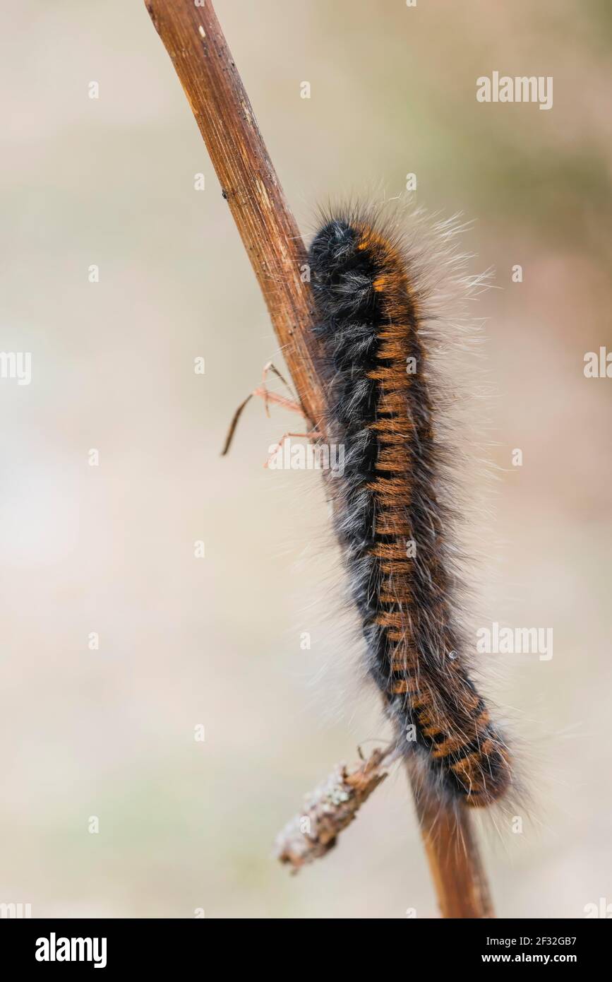 Fox Moth (Macrothylacia rubi), caterpillar, NSG Lueneburger Heide, Basse-Saxe, Allemagne Banque D'Images