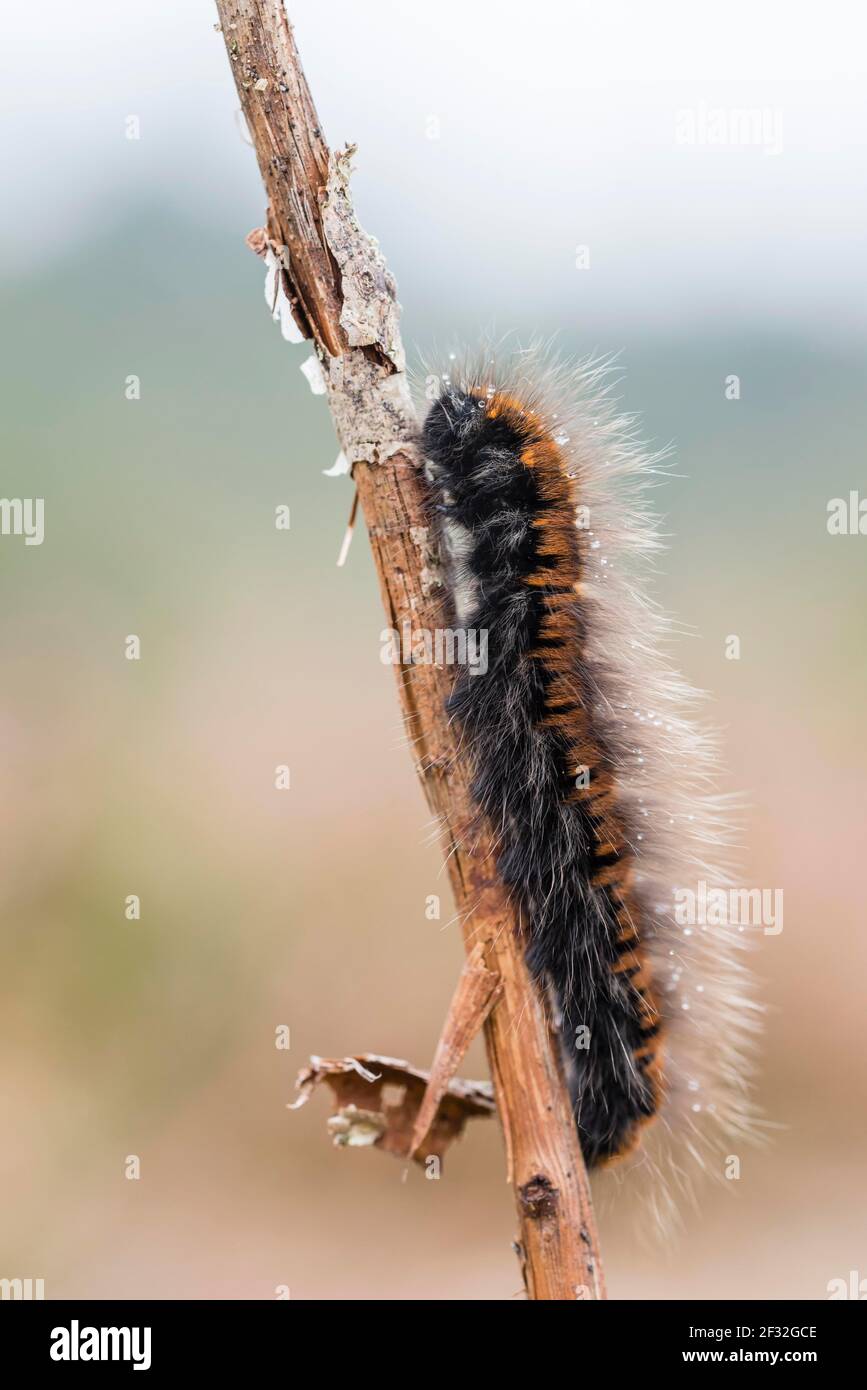 Fox Moth (Macrothylacia rubi), caterpillar, NSG Lueneburger Heide, Basse-Saxe, Allemagne Banque D'Images