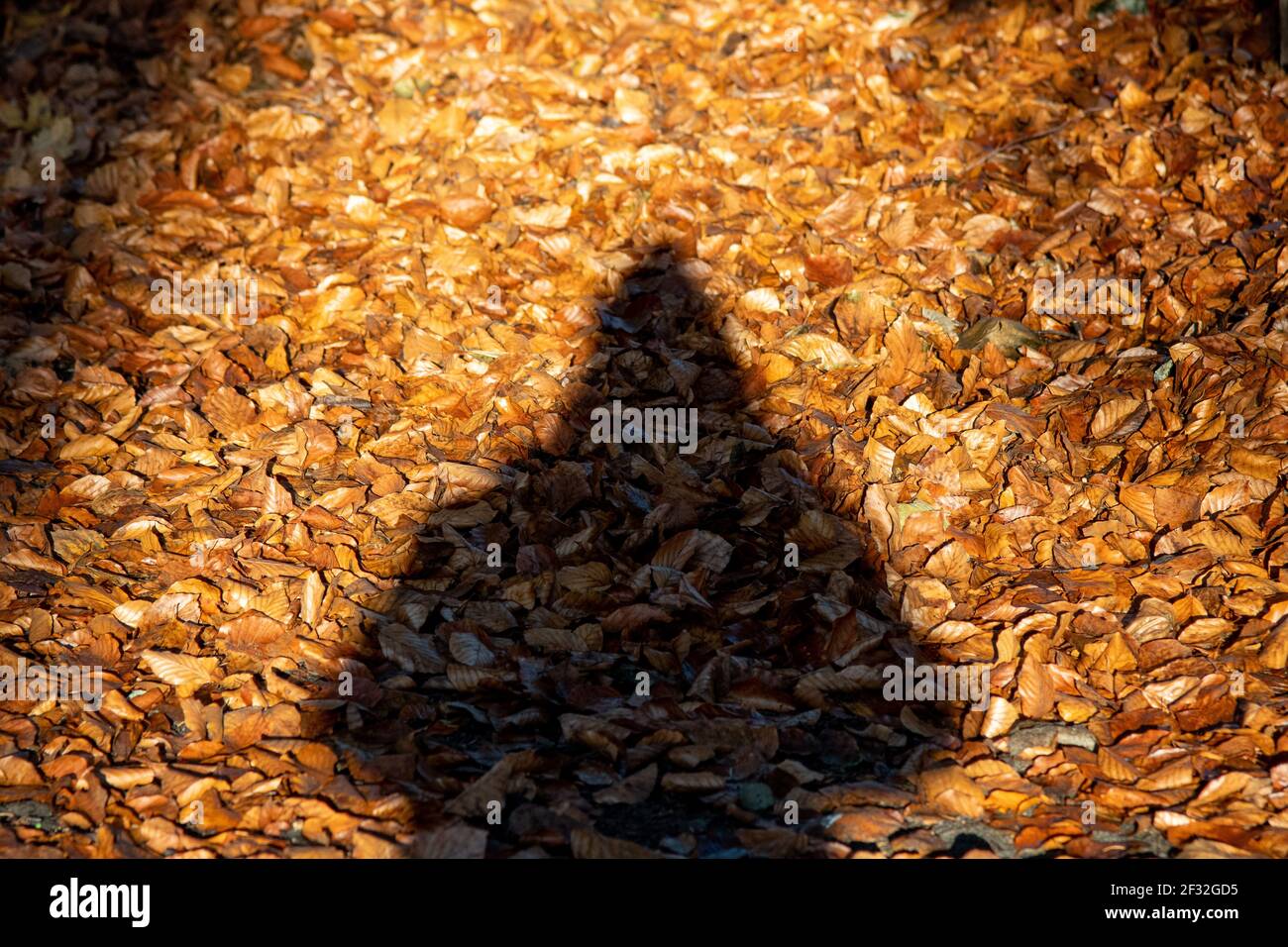silhouette humaine en automne debout sur les feuilles Banque D'Images