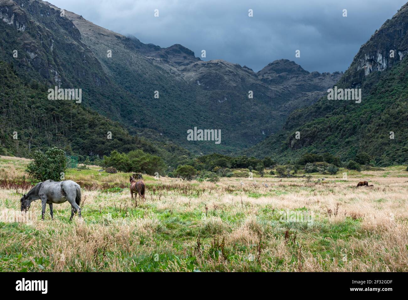 Par temps pluvieux, un troupeau de chevaux se saisit sur un pré vert avec des montagnes derrière le parc national de Cajas à Cuenca, en Équateur Banque D'Images