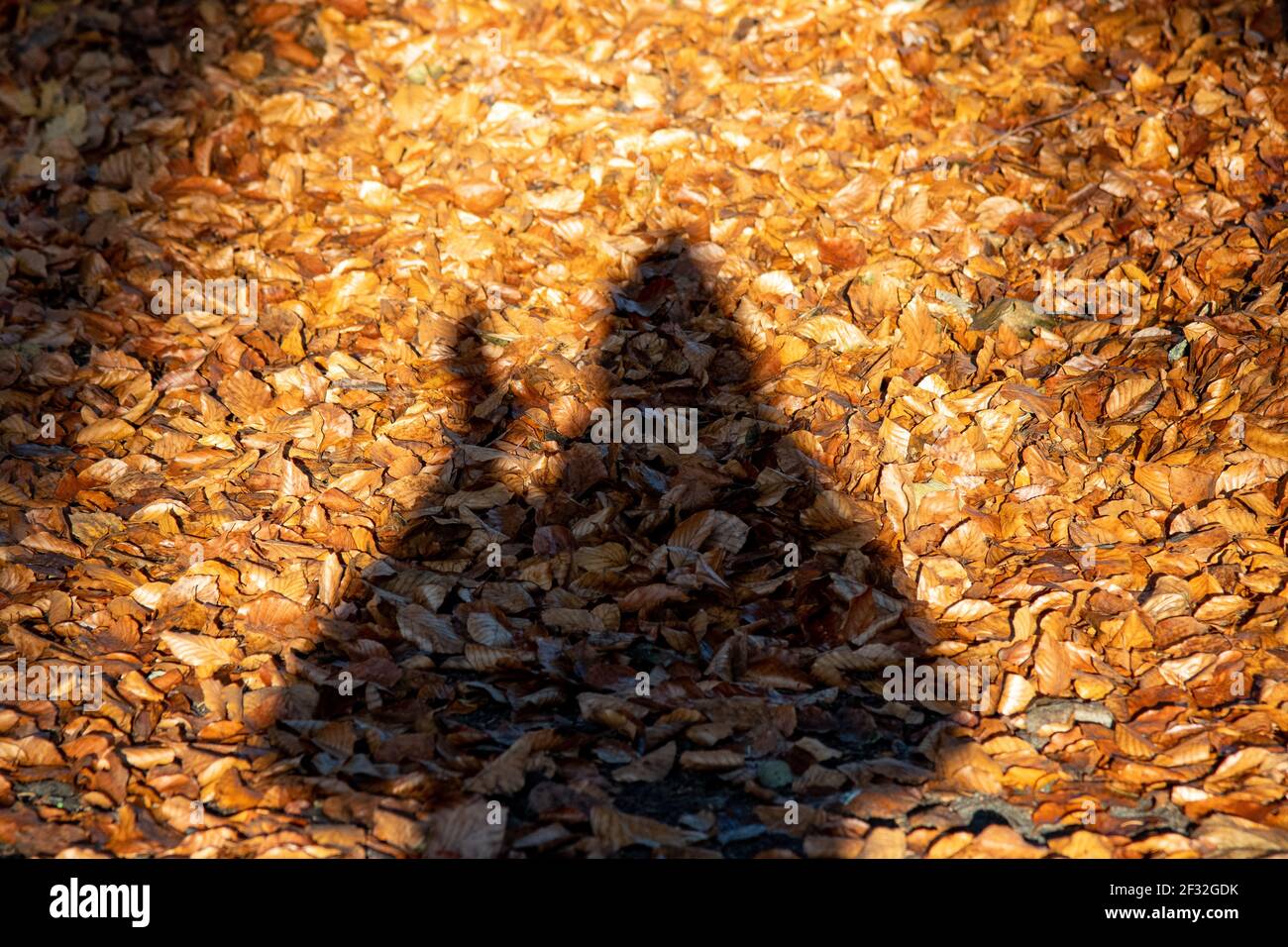 silhouette humaine en automne debout sur les feuilles Banque D'Images