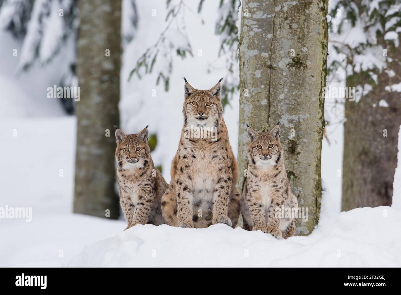 Famille des lynx d'Eurasie (Lynx lynx), parc national de la forêt bavaroise, Bavière, Allemagne Banque D'Images