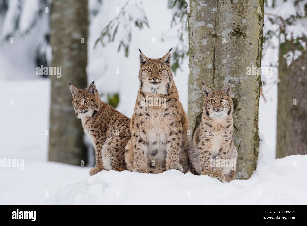 Famille des lynx d'Eurasie (Lynx lynx), parc national de la forêt bavaroise, Bavière, Allemagne Banque D'Images