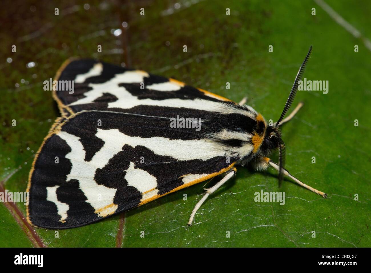 Tigre de bois (Parasémie plantaginis) Banque D'Images