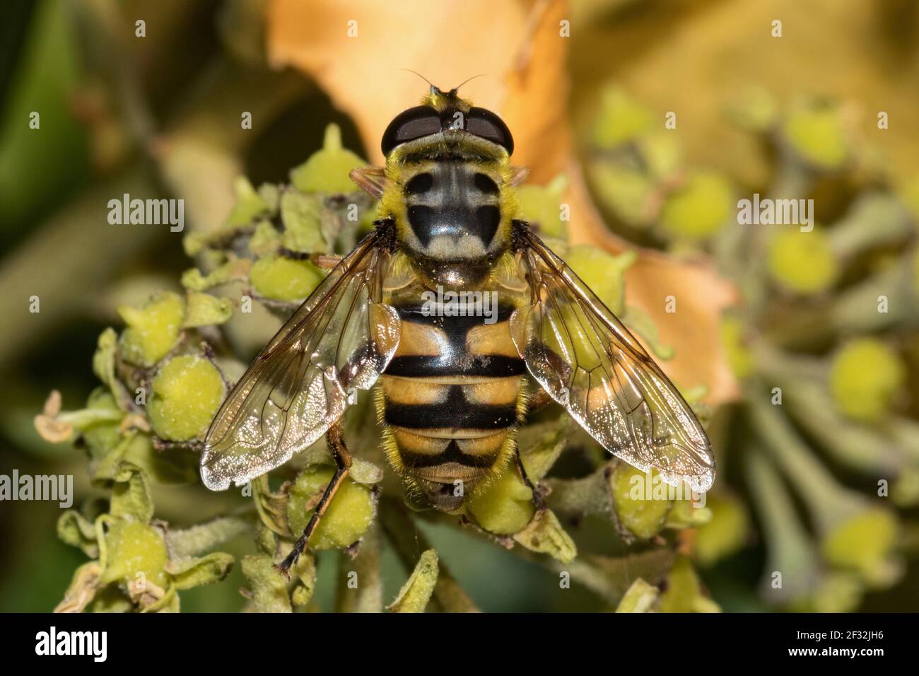 Survoler la tête de la mort, survoler la tête de mort commune (Myathropa florea) Banque D'Images