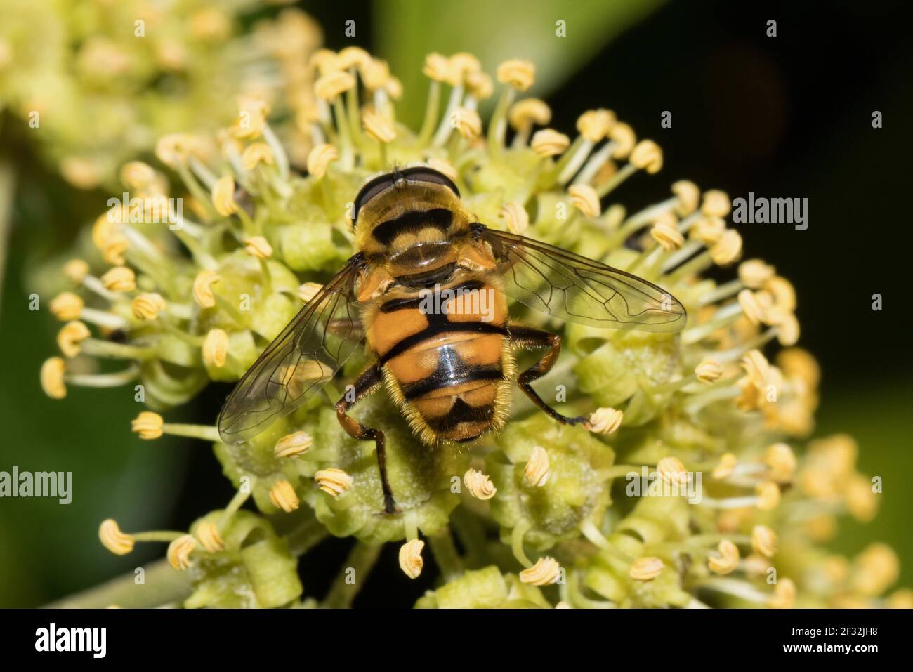 Survoler la tête de la mort, survoler la tête de mort commune (Myathropa florea) Banque D'Images