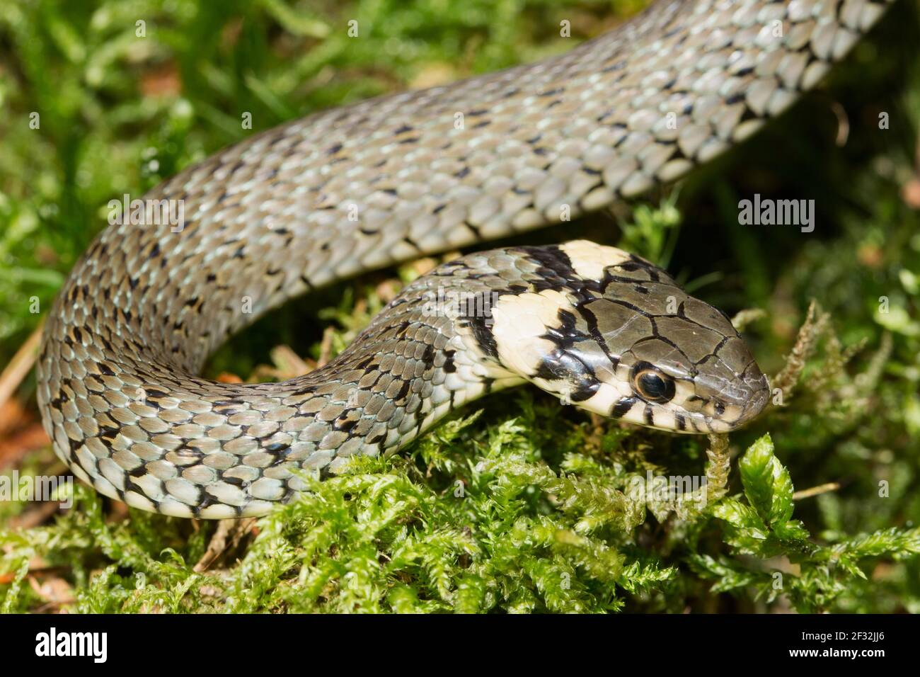 Couleuvre à collier, Serpent annelé ou serpent d'eau (Natrix natrix) Banque D'Images