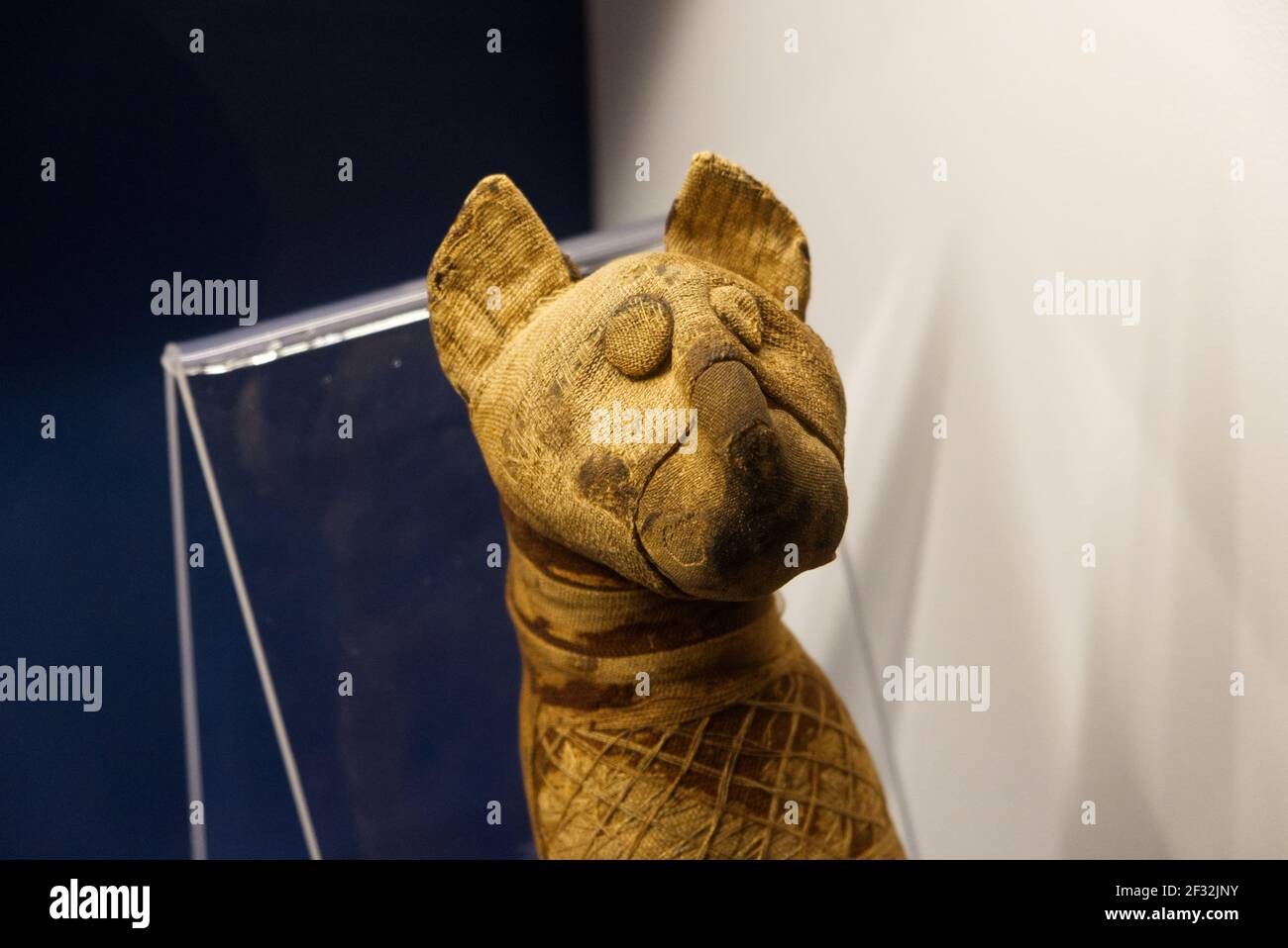 Musée égyptien, Italie - février 2021 : momie d'un chat pour un sacrifice rituel Banque D'Images