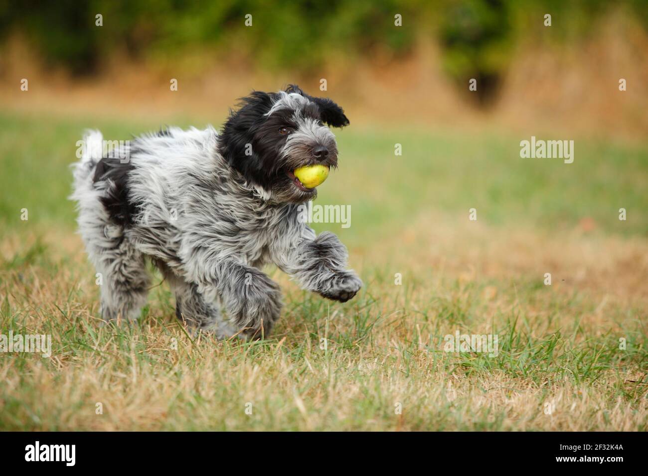 Pomme dans la bouche Banque de photographies et d’images à haute résolution Alamy