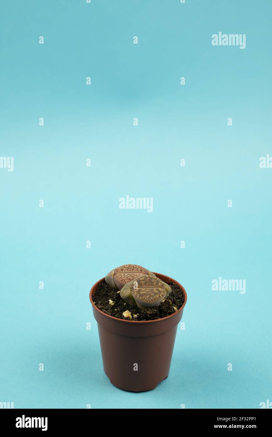 Lithops aucampiae Banque de photographies et d'images à haute résolution -  Alamy