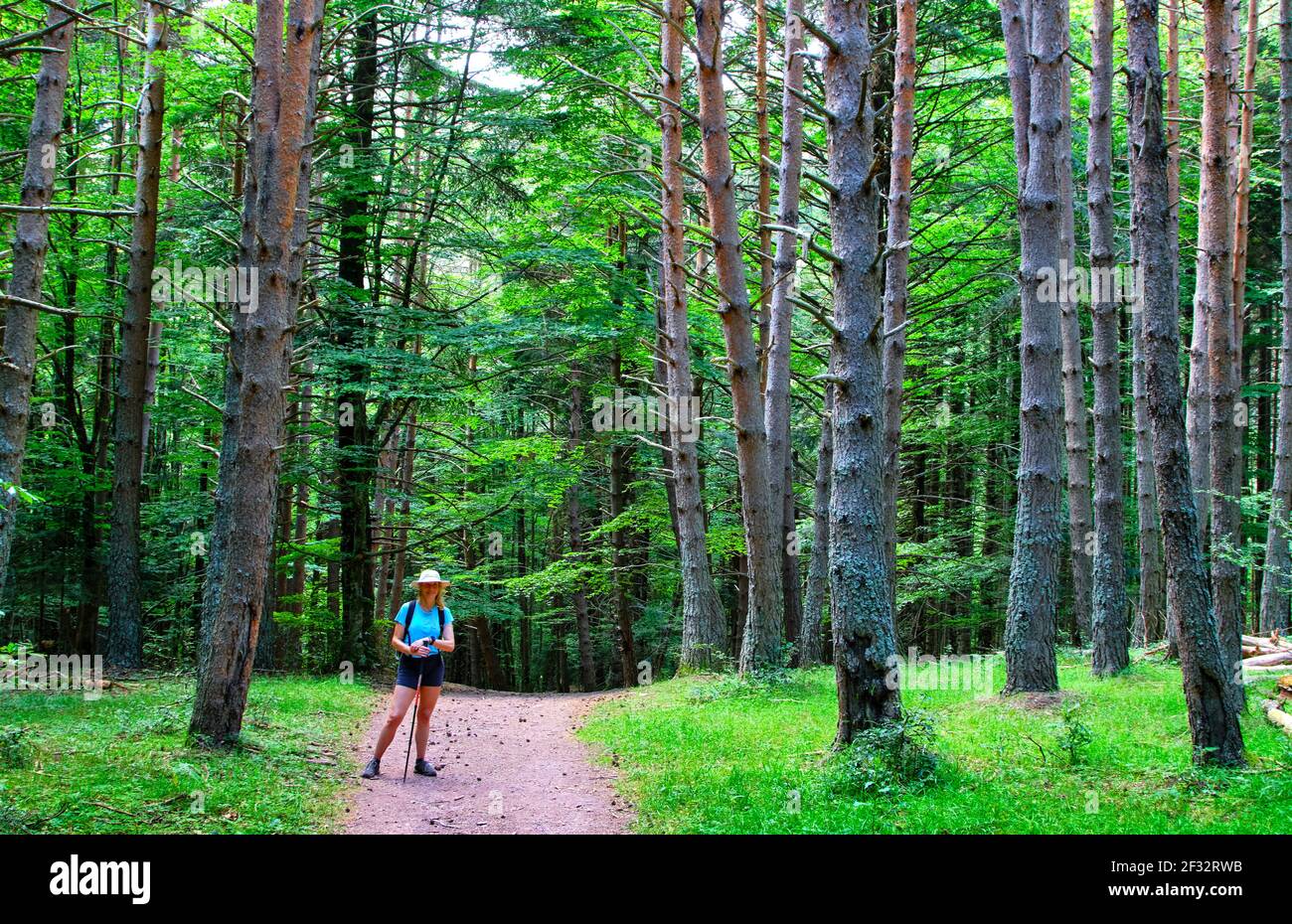 Femme de randonnée avec un chapeau dans un chemin dans un paysage forestier. Banque D'Images