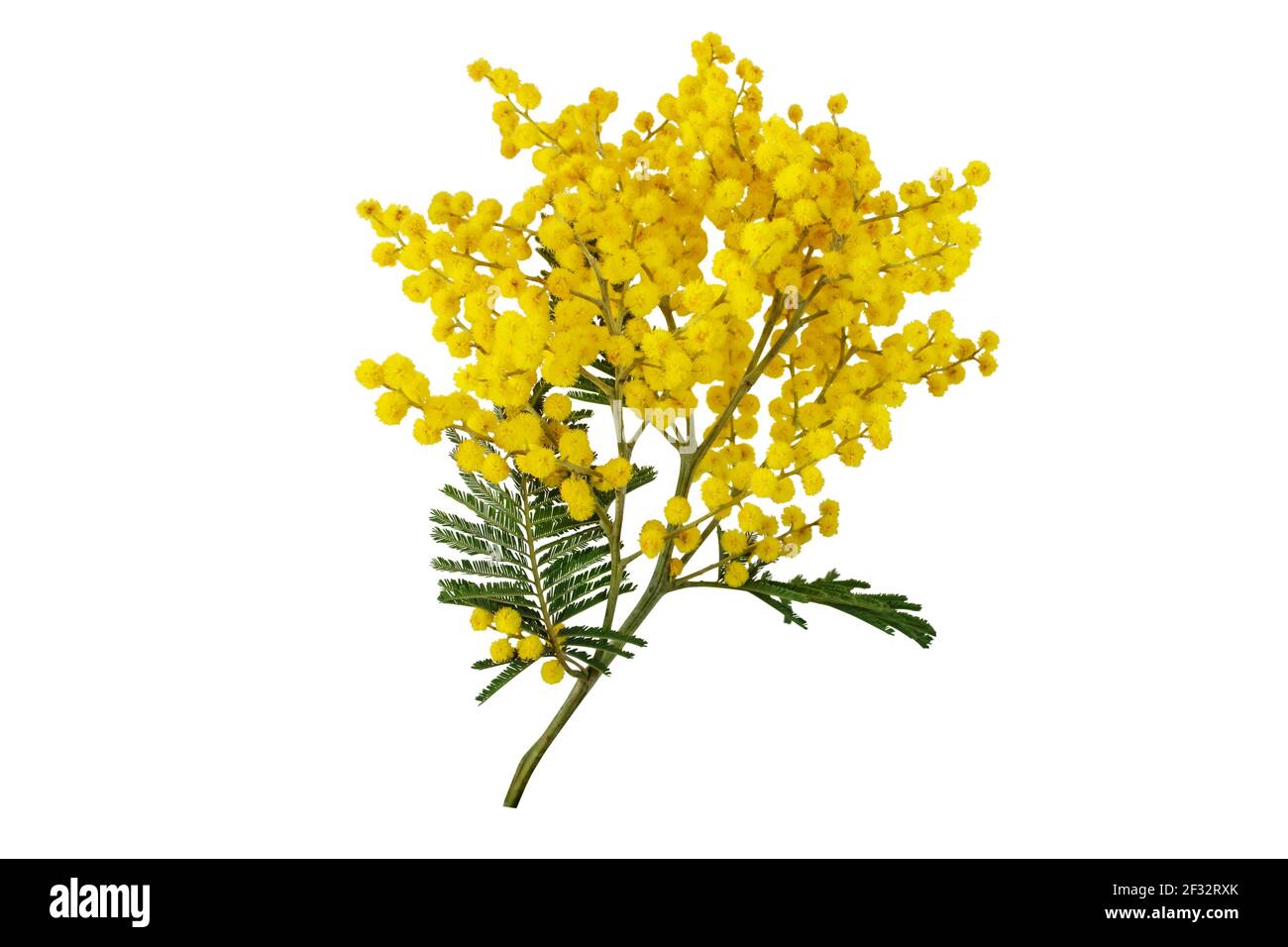 Branche argentée isolée sur blanc. Fleurs de printemps Mimosa. Feuilles et billes molletonnées jaune en acacia dealbata. Banque D'Images