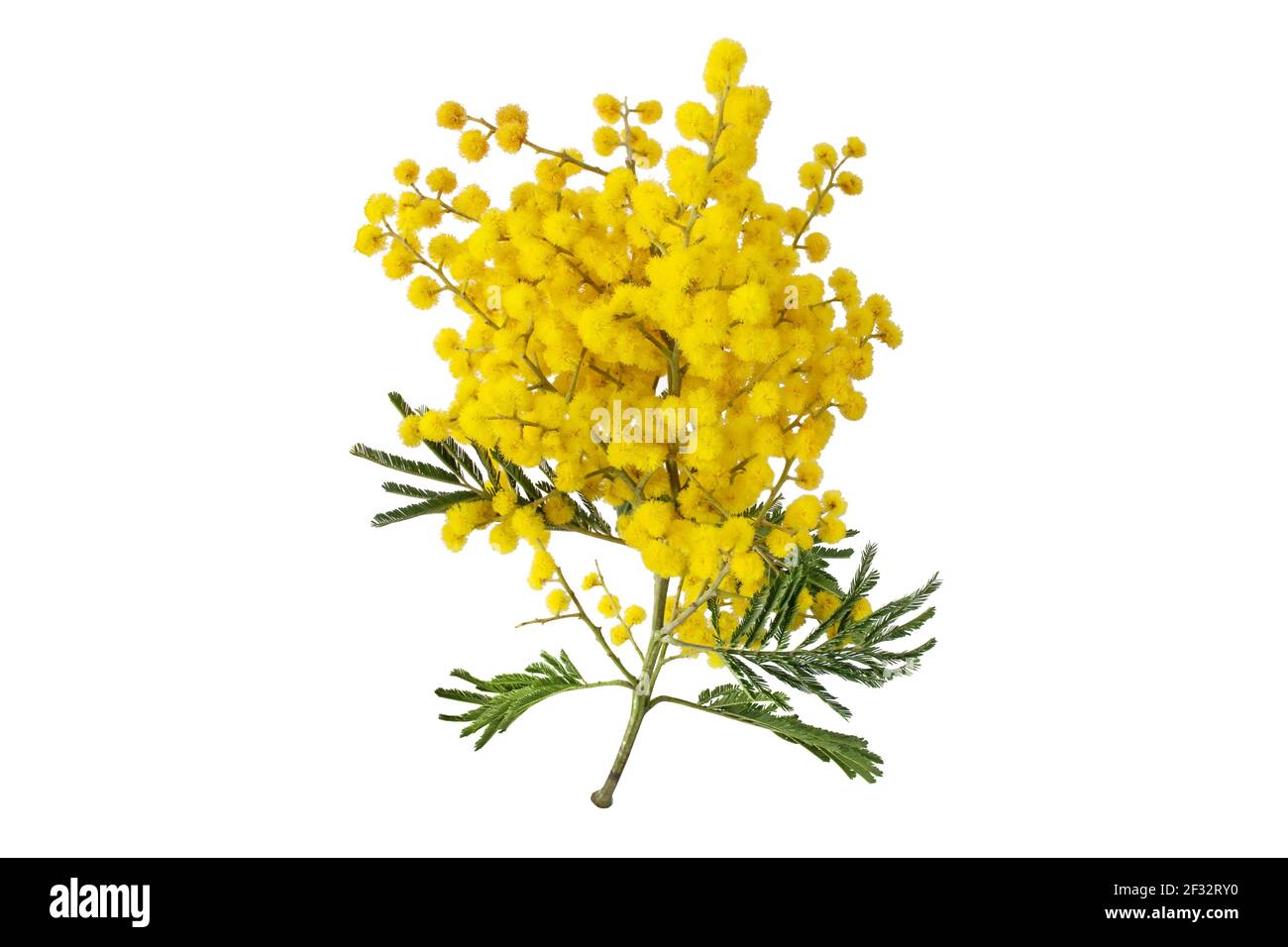 Branche d'arbre larvite isolée sur blanc. Feuilles et billes molletonnées jaune en acacia dealbata. Fleurs de printemps Mimosa. Banque D'Images